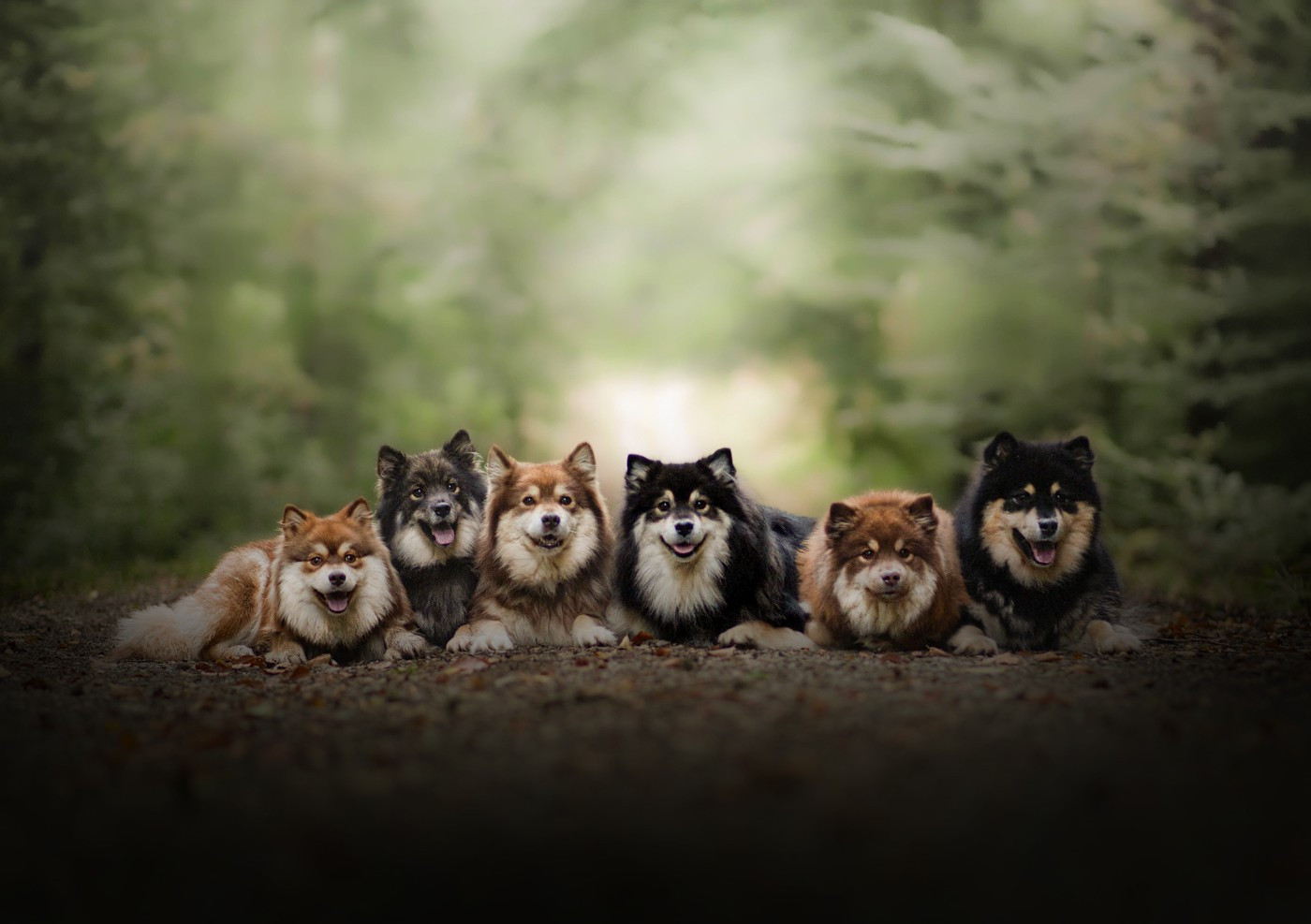 Vegvisir - Portée 2026