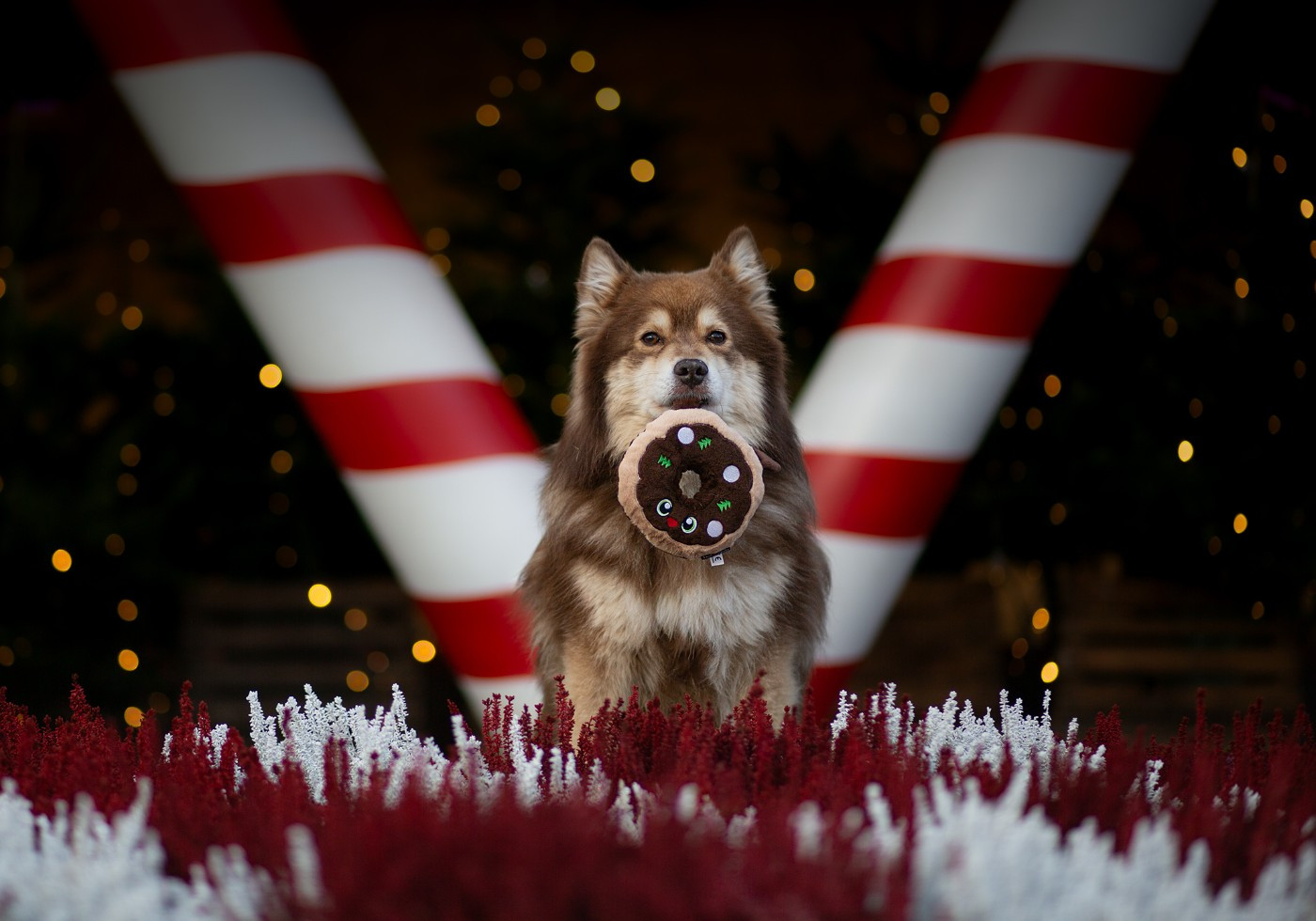 Lord Thranduil du Domaine D'Arinella bianca "Loki"