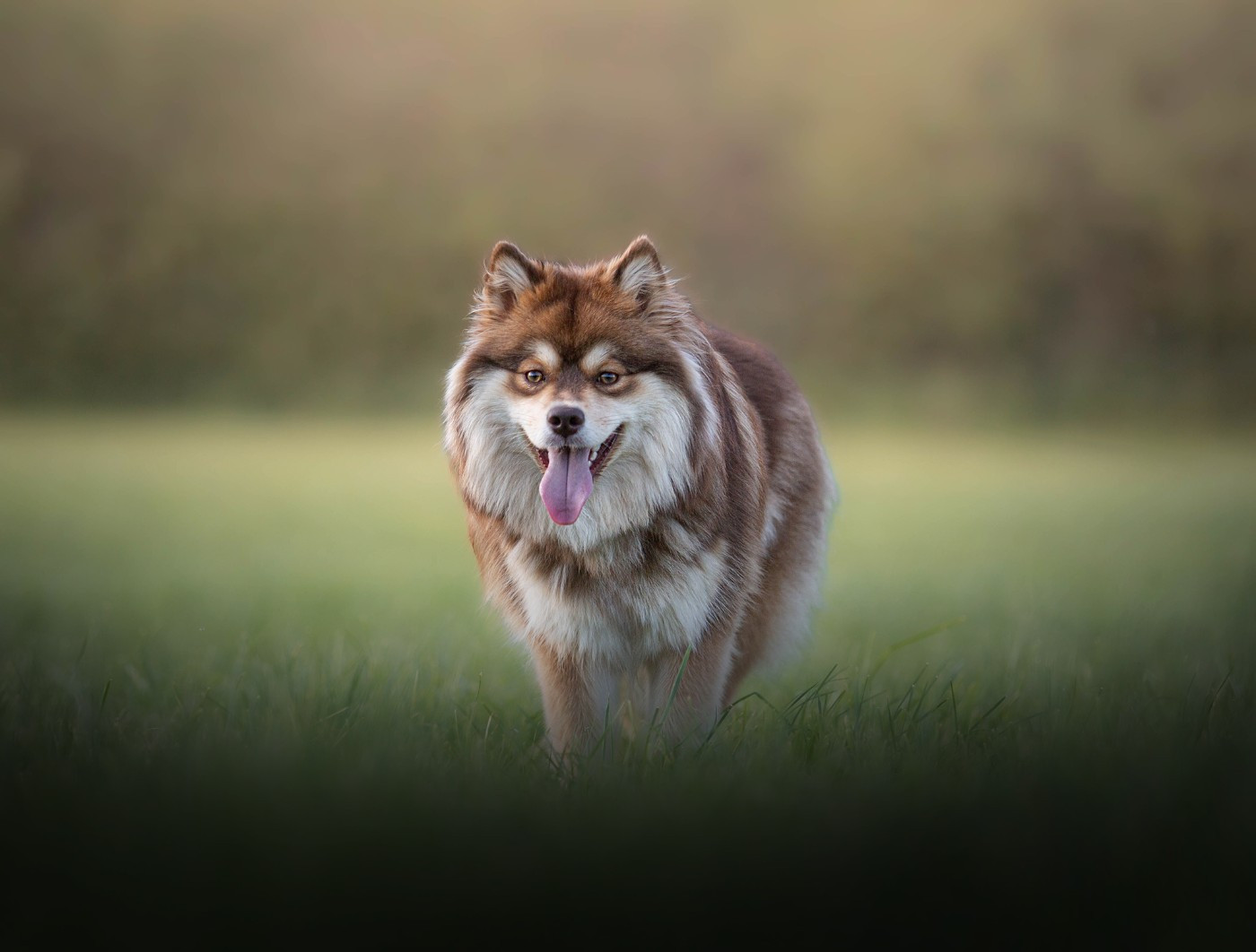 Xeglun Rauni De La Terre Du Froid