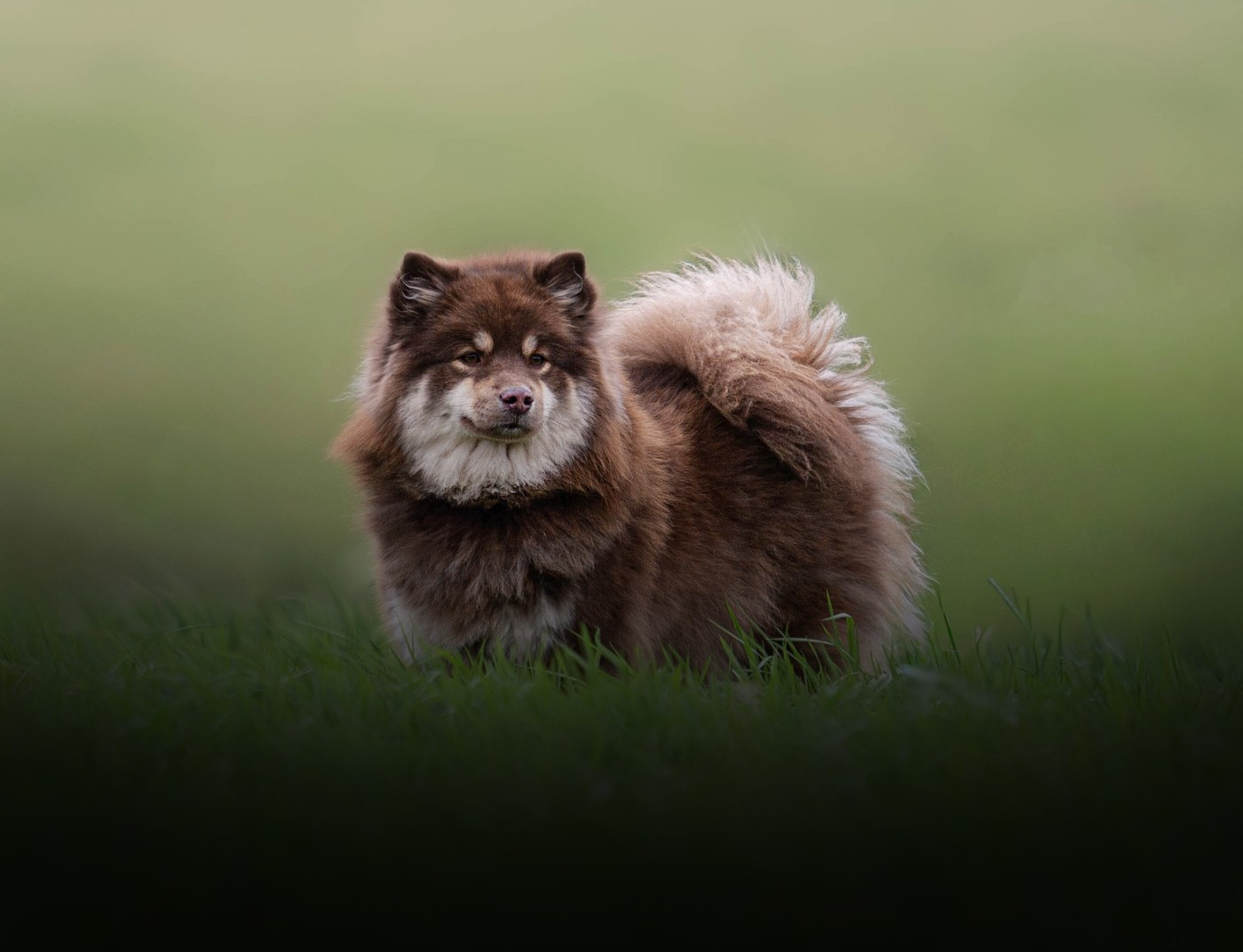 Walhalla Orm Vegvisir "Onyxia"