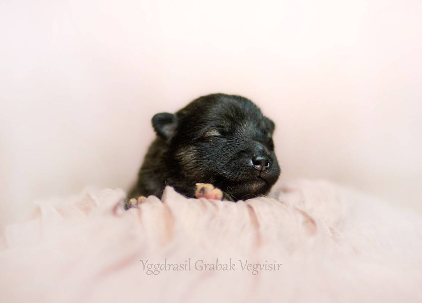 Yggdrasil Grabak Vegvisir "Miro"