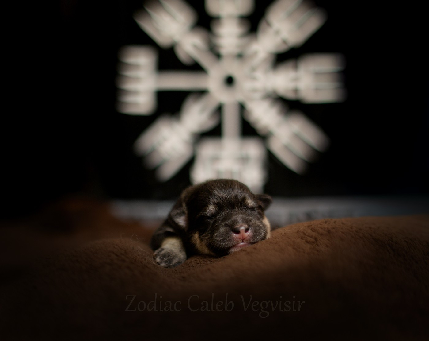 Zodiac Caleb Vegvisir