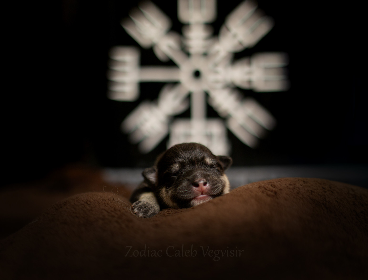 Vegvisir - Chiots disponibles - Chien finnois de Laponie