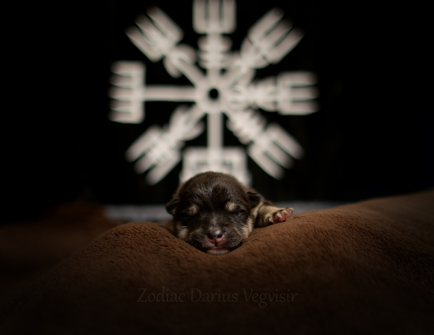 Vegvisir - Chiots disponibles - Chien finnois de Laponie