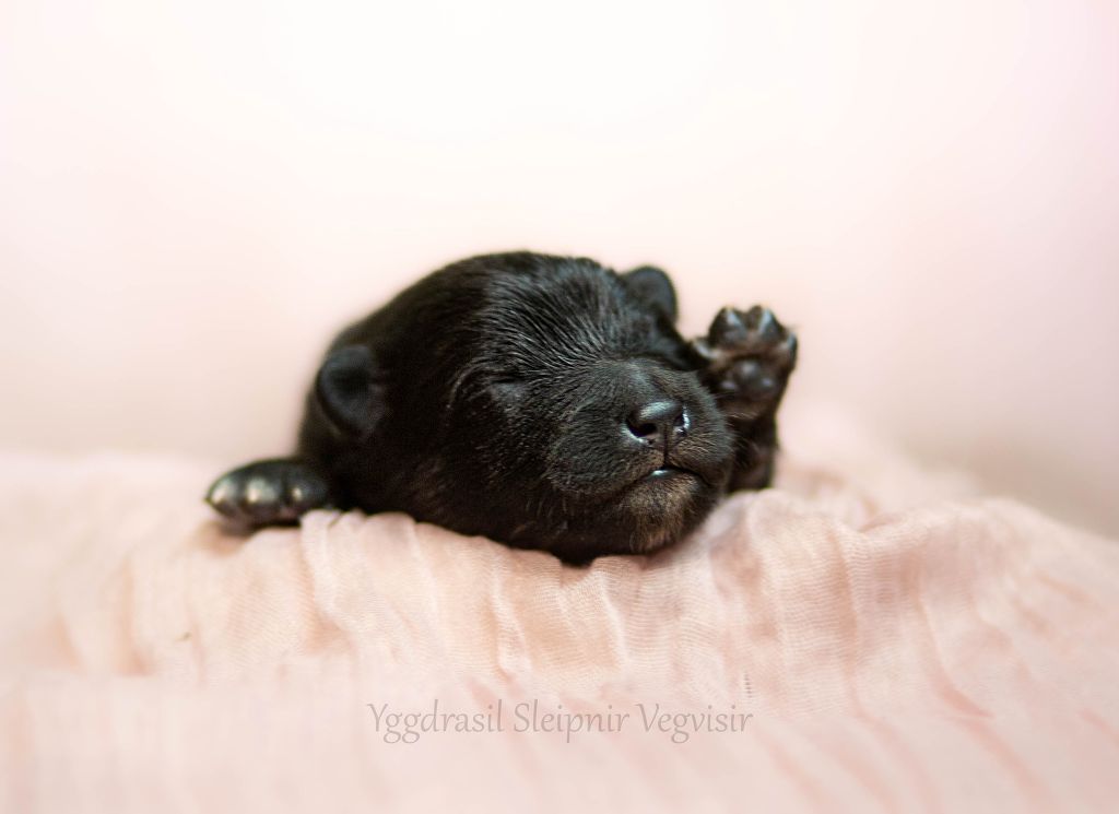 Vegvisir - Chiots disponibles - Chien finnois de Laponie