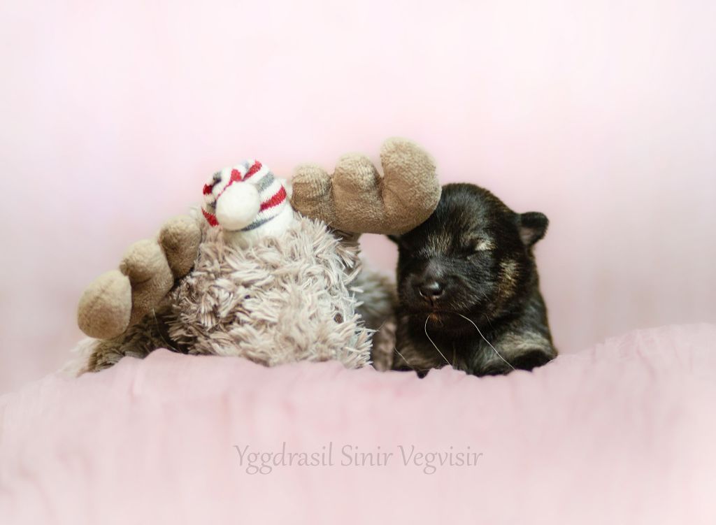 Vegvisir - Chiots disponibles - Chien finnois de Laponie