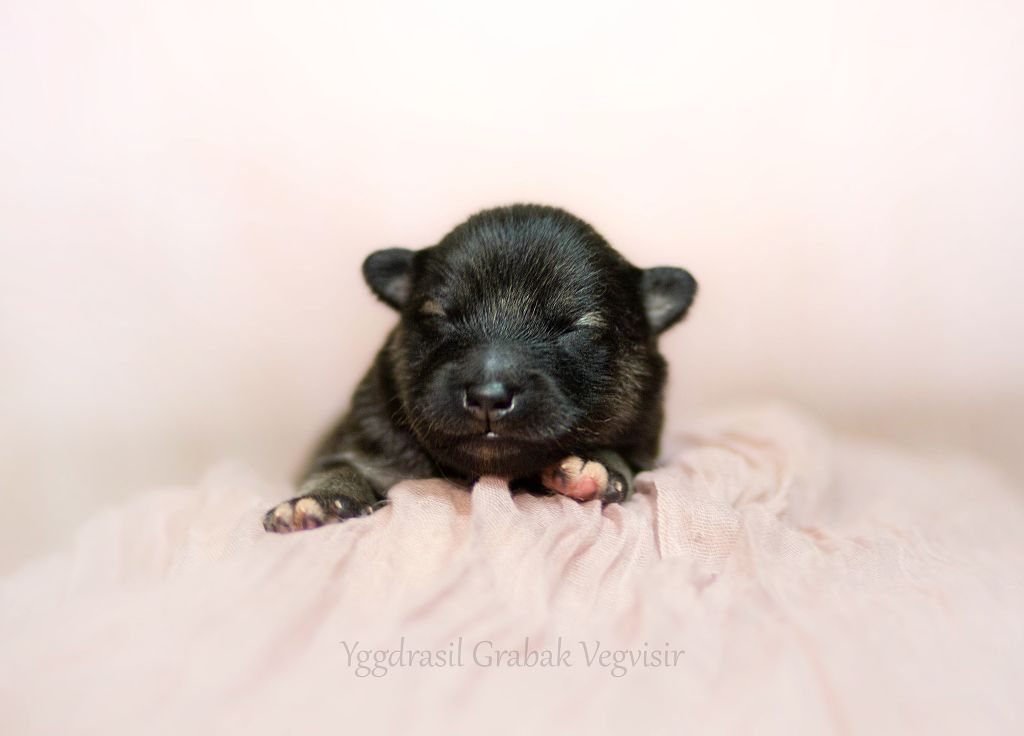 Vegvisir - Chiots disponibles - Chien finnois de Laponie