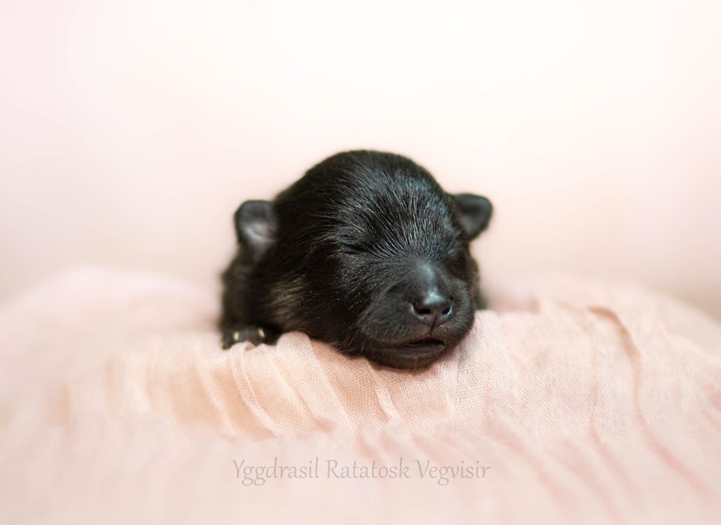 Vegvisir - Chiots disponibles - Chien finnois de Laponie