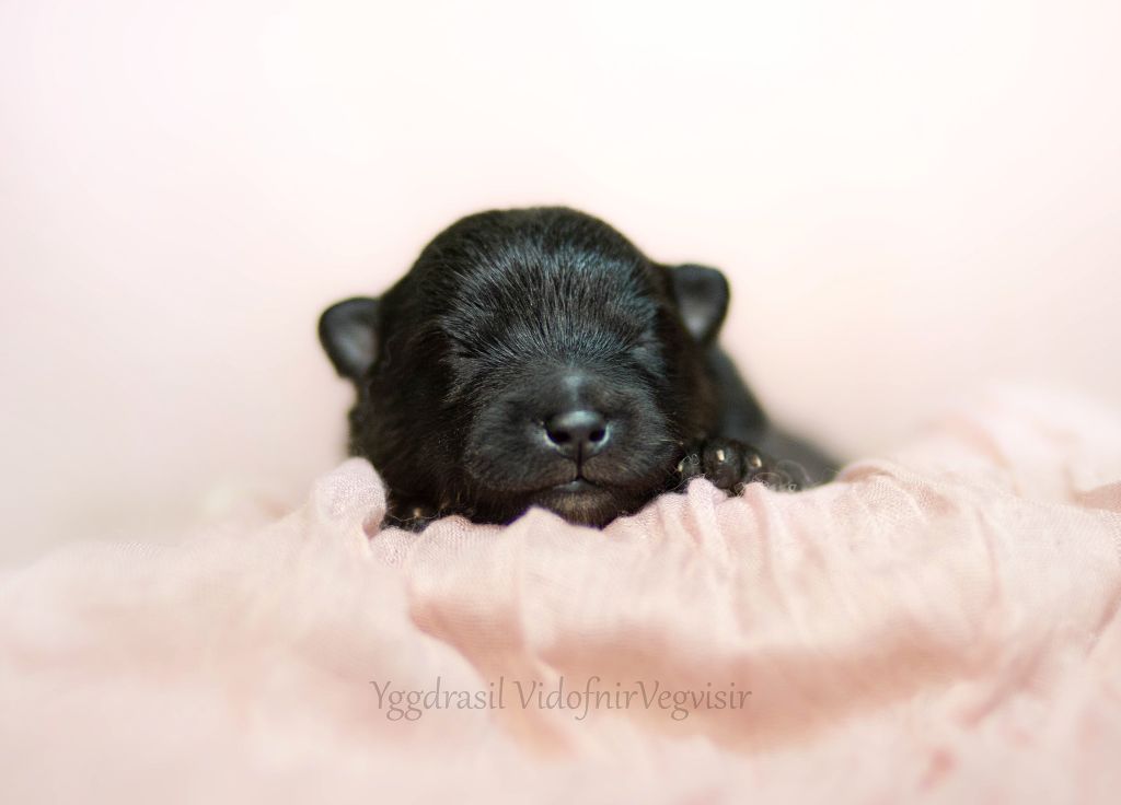 Vegvisir - Chiots disponibles - Chien finnois de Laponie