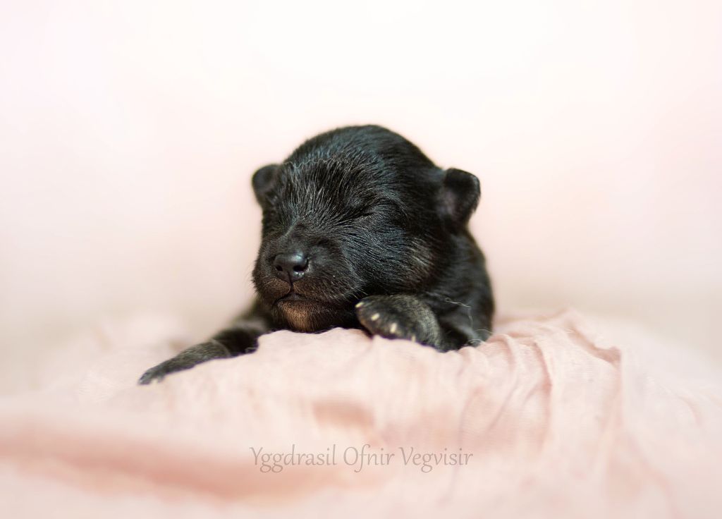 Vegvisir - Chiots disponibles - Chien finnois de Laponie
